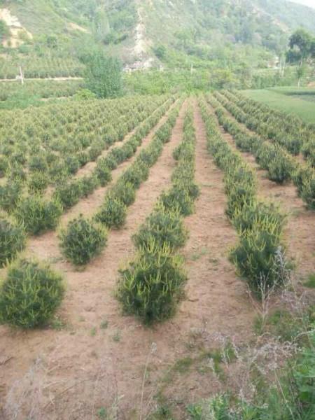 供應(yīng)大葉黃楊球 大葉黃楊球價(jià)格 大葉黃楊球產(chǎn)地 大葉黃楊球價(jià)格