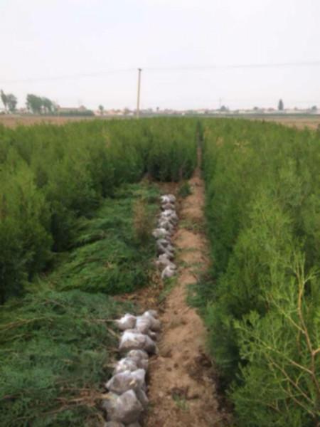 主產(chǎn)紅瑞木 紅瑞木報(bào)價(jià) 紅瑞木產(chǎn)地 紅瑞木基地 紅瑞木價(jià)格 紅瑞木哪里找