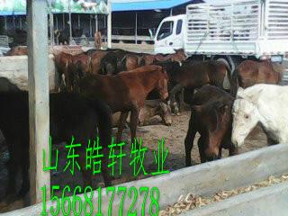 供應(yīng)混血馬多少錢(qián)養(yǎng)殖伊利馬掙錢(qián)