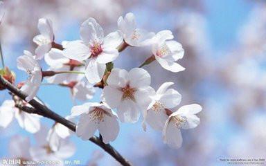 供應(yīng)櫻花-櫻花基地-櫻花樹-櫻花綠化苗