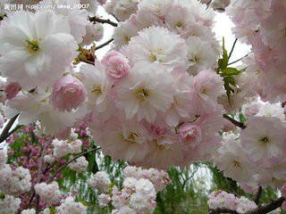 供應(yīng)櫻花-櫻花基地-櫻花樹-櫻花綠化苗