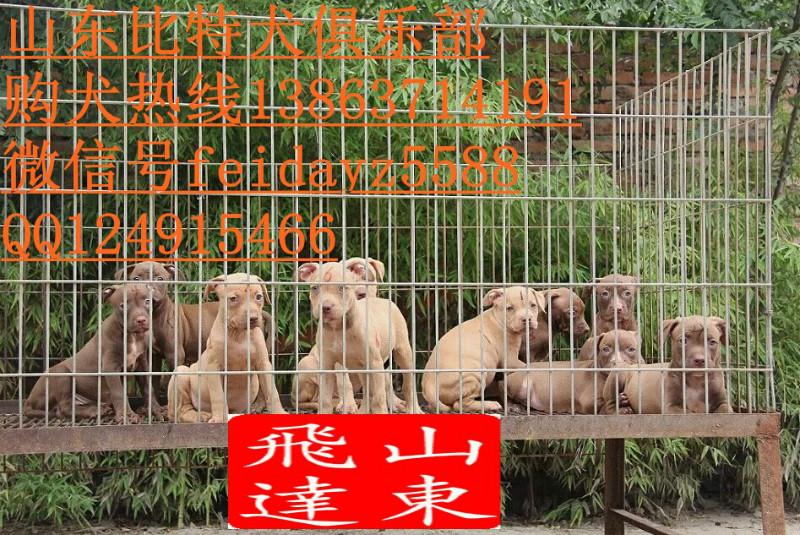 供应泉州比特犬养殖场，泉州哪里有卖比特犬的，斗狗多少钱一只