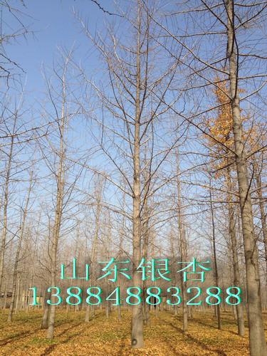 供應(yīng)23公分銀杏樹也*
