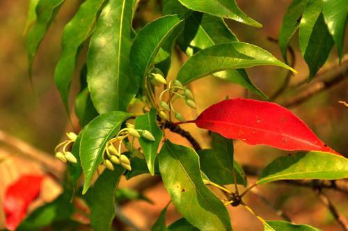 福建廈門圖片/福建廈門樣板圖 (2)