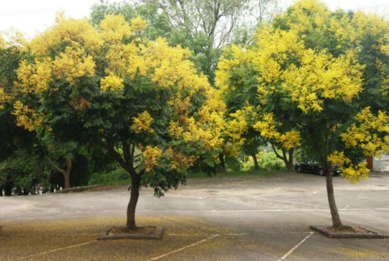 供應(yīng)江西欒樹(shù)，江西欒樹(shù)供應(yīng)商，江西欒樹(shù)批發(fā)價(jià)格