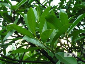 杜英批發(fā)價錢圖片