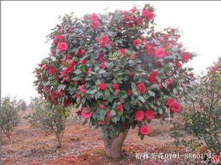 供應(yīng)茶花嫁接技條，茶花枝條，國(guó)外茶花枝條，國(guó)內(nèi)茶花枝條，茶花枝條價(jià)格，茶花枝條多少錢一斤