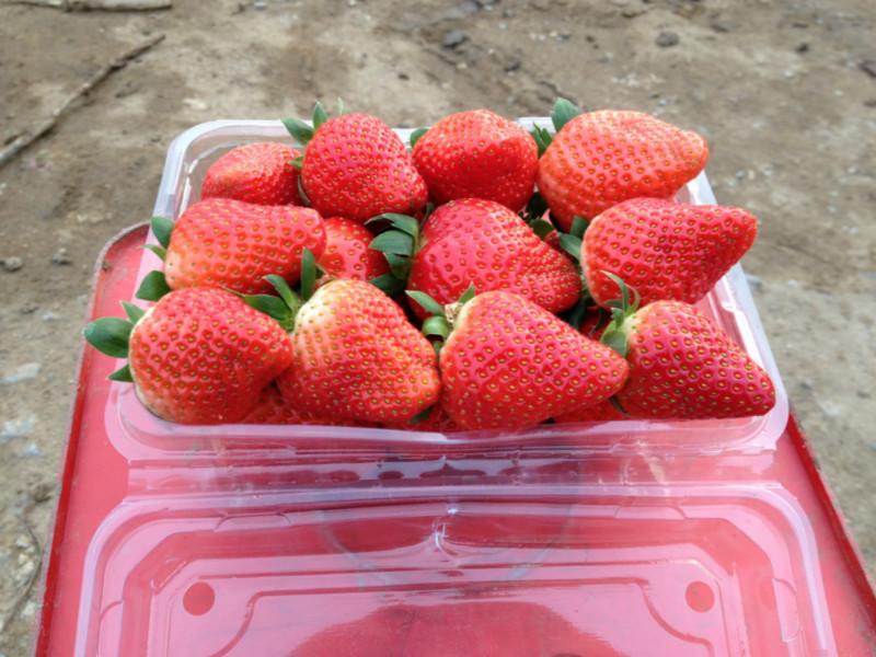 供應(yīng)江蘇甜查理草莓，江蘇甜查理草莓苗