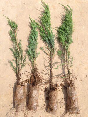 供應用于綠化的樟子松出售陜西樟子松銷售陜西榆林樟子松