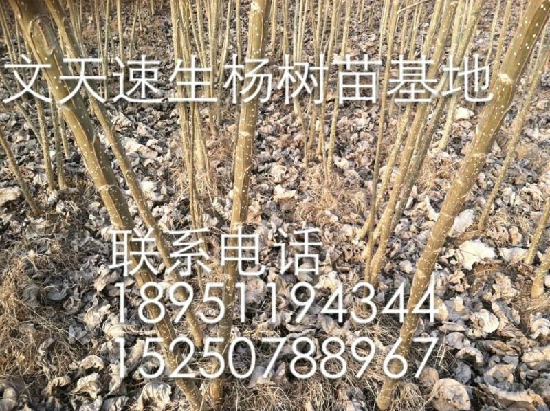 供应优质的山东108速生杨树苗图片