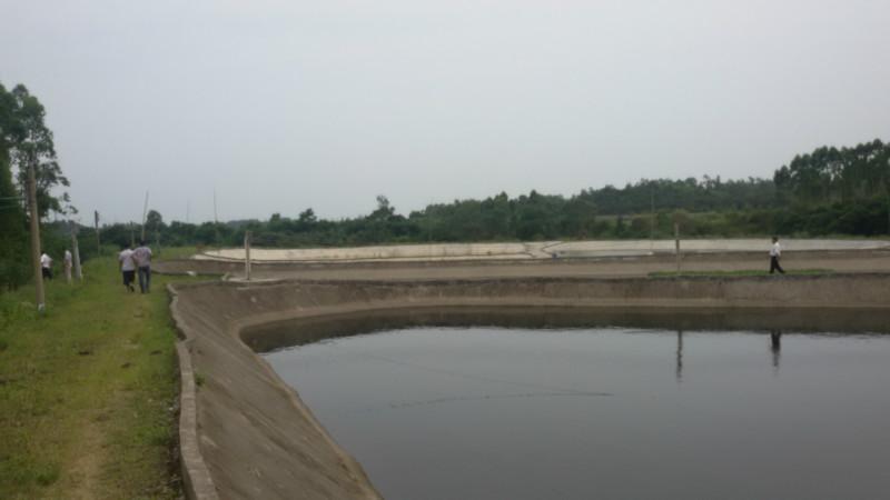 供應(yīng)鯉魚苗，鯉魚苗價格，鯉魚苗報價