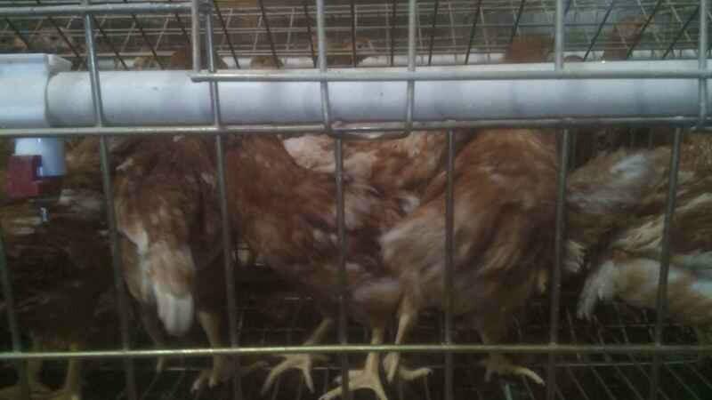 供應(yīng)安徽青年雞合肥青年雞