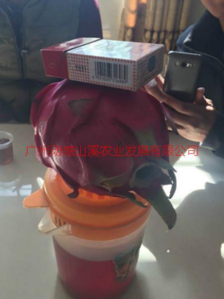 從化新品種火龍果，從化新品種火龍果上市，新品種火龍果巨無霸，新品種火龍果