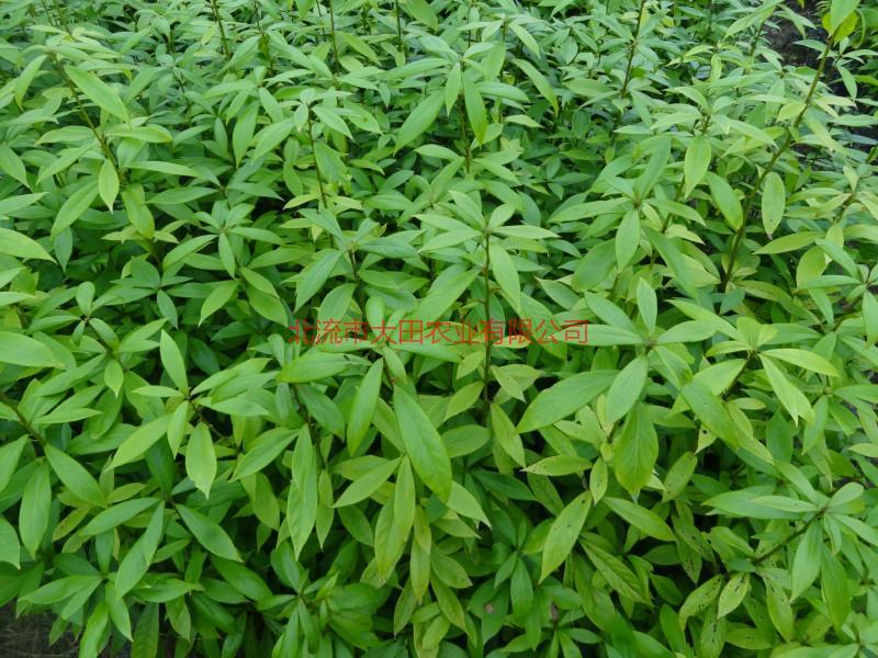 供應(yīng)廣西玉林金絲楠苗，廣西玉林金絲楠苗價(jià)格，廣西玉林金絲楠苗報(bào)價(jià)