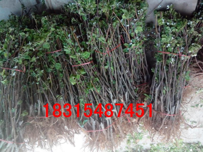 供應(yīng)玉露香梨樹苗.基地直銷玉露香梨樹苗.兩年玉露香梨樹苗價(jià)格