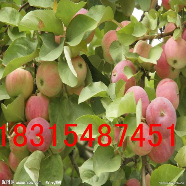 供應紅富士蘋果苗/矮化紅富士蘋果苗/煙臺紅富士蘋果苗