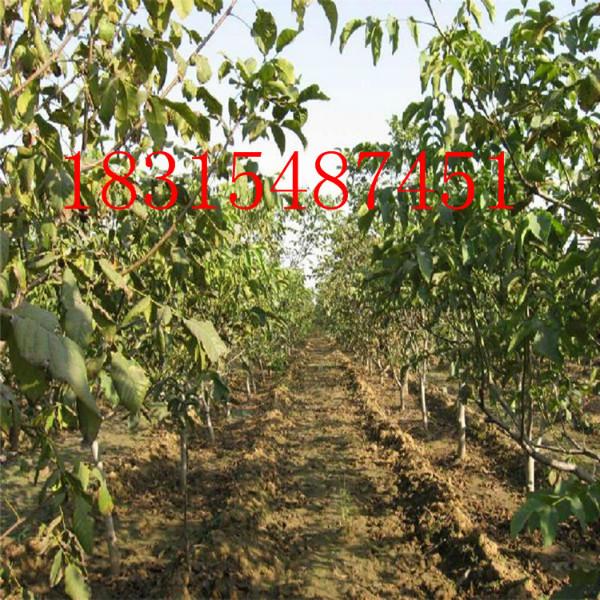 供應薄殼核桃苗，大量出售薄殼核桃苗，嫁接薄殼核桃苗