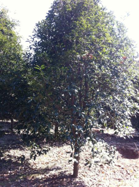 供應(yīng)浙江嵊州金桂樹苗供應(yīng)商，桂花苗木專業(yè)種植基地