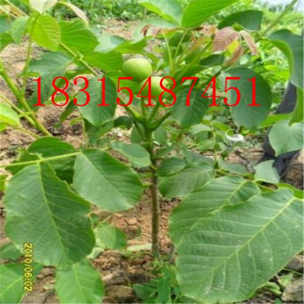 供應(yīng)山東紙皮核桃苗價(jià)格，大量供應(yīng)山東紙皮核桃苗價(jià)格