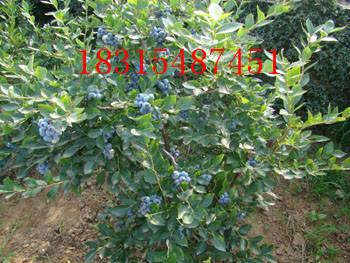 供應(yīng)兔眼藍(lán)莓苗/豐藍(lán)藍(lán)莓苗/粉藍(lán)藍(lán)莓苗/巨豐藍(lán)莓苗