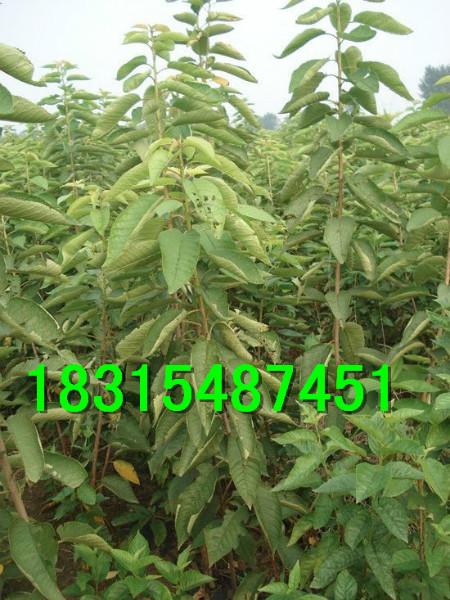 供應(yīng)拉賓斯櫻桃苗，嫁接拉賓斯櫻桃苗，處理拉賓斯櫻桃苗