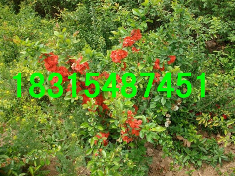 供應(yīng)軟籽石榴苗/*軟籽石榴苗/紅如意軟籽石榴苗