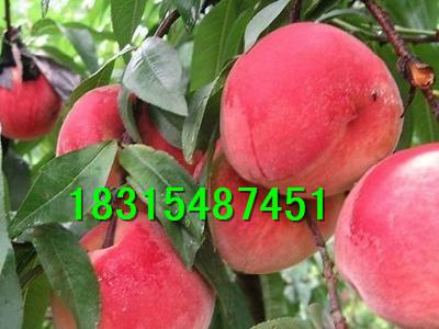 供應永蓮蜜桃樹苗，批發(fā)永蓮蜜桃樹苗，嫁接永蓮蜜桃樹苗