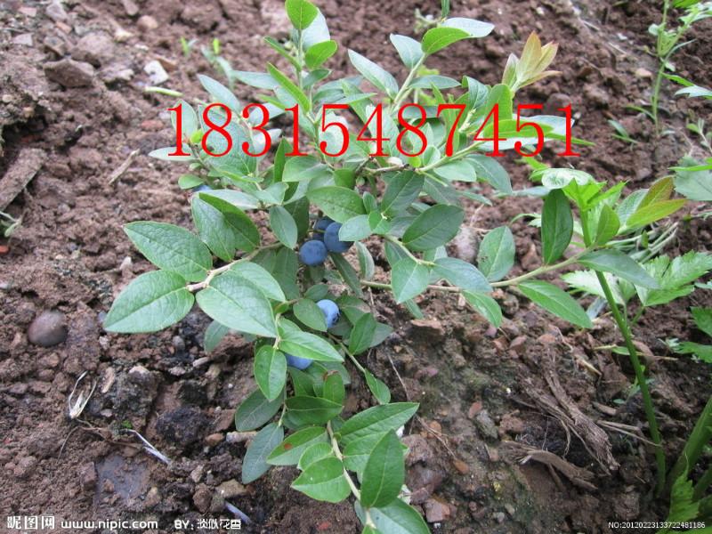 供應(yīng)兔眼藍莓樹苗，處理兔眼藍莓樹苗，盆栽兔眼藍莓樹苗