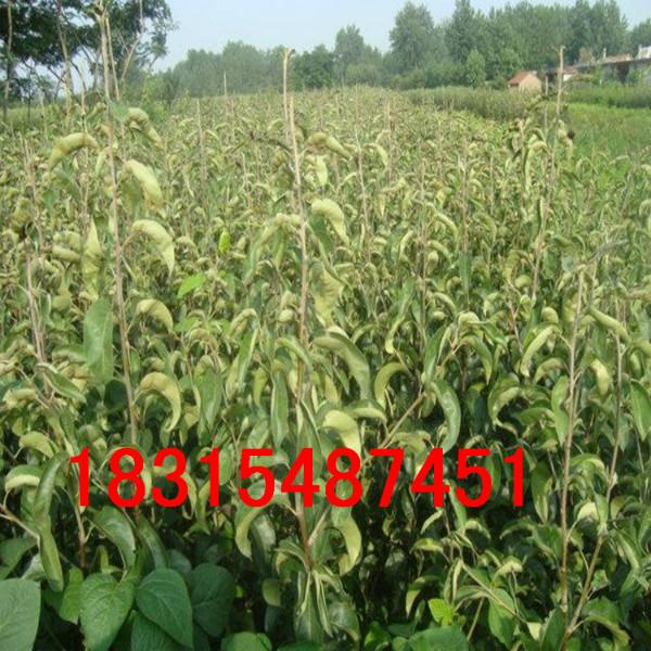 供應(yīng)玉露香梨樹苗.基地直銷玉露香梨樹苗.兩年玉露香梨樹苗價(jià)格