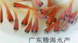 供應(yīng)廣東彩虹雕魚苗批發(fā)廣東彩虹雕魚苗養(yǎng)殖場(chǎng)廣東省彩虹雕魚苗價(jià)格