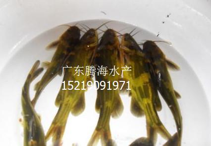 供應(yīng)優(yōu)良黃骨魚苗_佛山黃骨魚苗_全雄黃骨魚苗_超雄黃骨魚苗批發(fā)