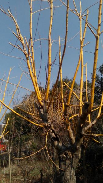 供應(yīng)黃金槐綠化苗，黃金槐批發(fā)基地，地戶直銷