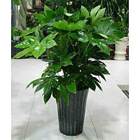 供應辦公室綠植租賃