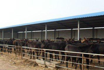 供應(yīng)純種黑頭杜泊羊種公羊價格