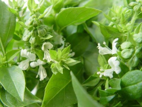 供應(yīng)批發(fā)*油應(yīng)，優(yōu)質(zhì)*油，江西吉安*油