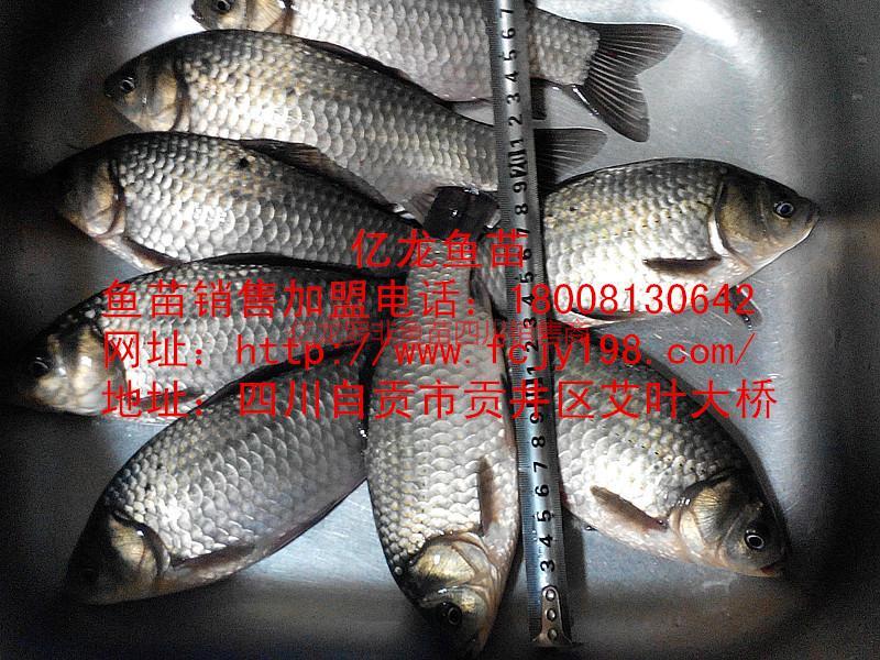 豐產(chǎn)鯽魚羅非魚新科巨鯽魚苗草魚苗圖片