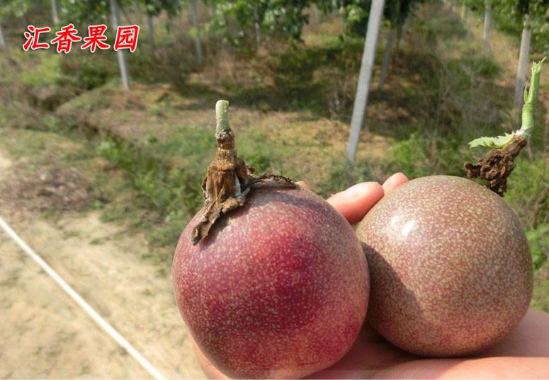 廣東哪里有新鮮百香果現(xiàn)貨批發(fā)價格。哪里的新鮮百香果好