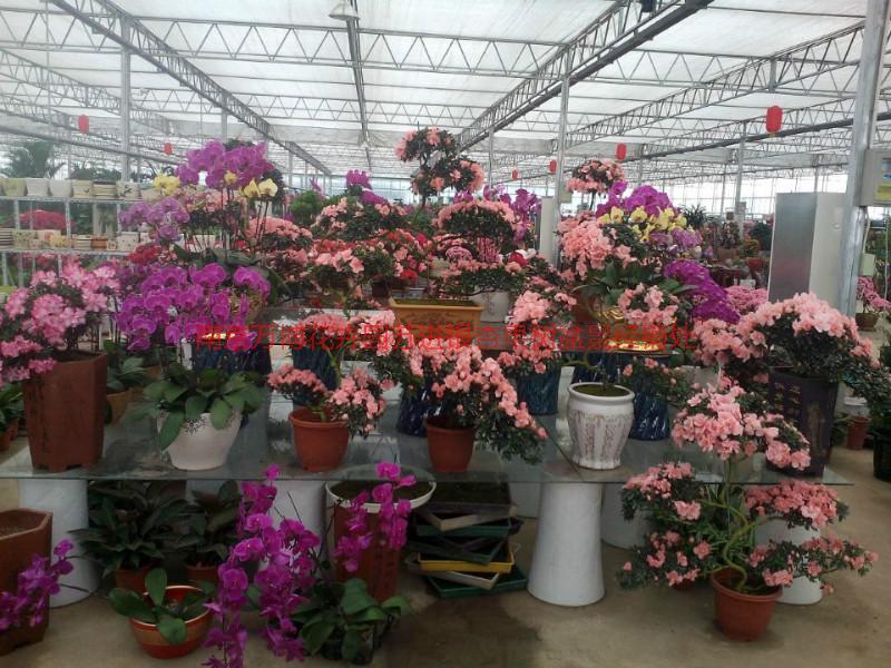 供應室內花卉，南京室內花卉價格，南京室內花卉2015*圖片