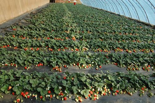 供應北京奶油草莓代收