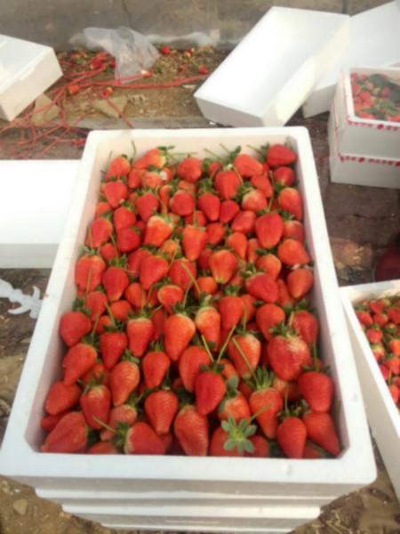 供應(yīng)山東甜查理草莓甜查理草莓苗