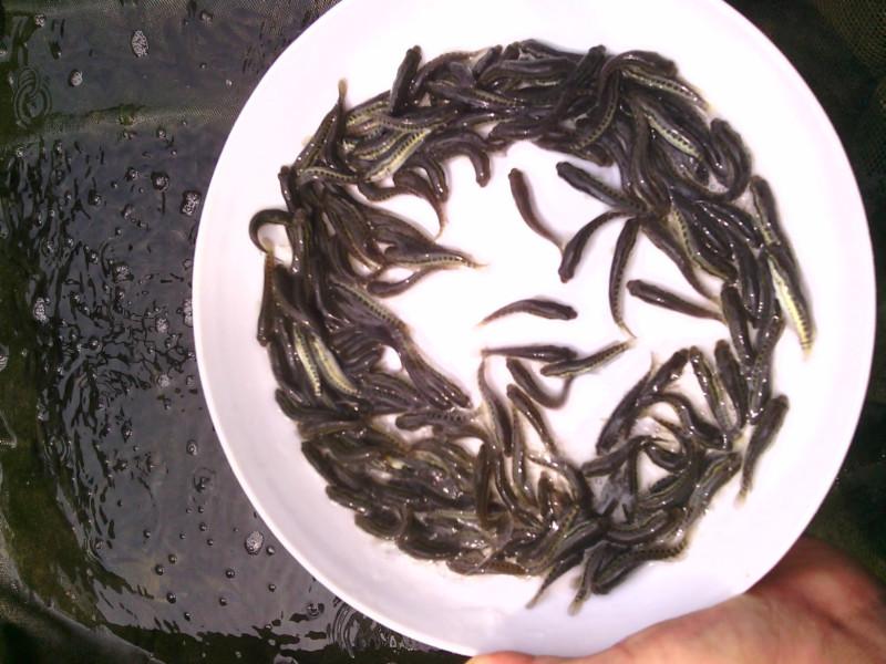 供應(yīng)生魚魚苗生魚魚苗價格生魚魚苗養(yǎng)殖場歡迎致電