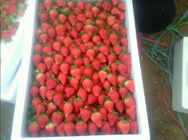 山東哪里有甜查理草莓江蘇永盛草莓圖片