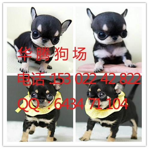 供應(yīng)吉娃娃犬價(jià)格多少廣州吉娃娃犬價(jià)錢多少吉娃娃幼犬價(jià)格