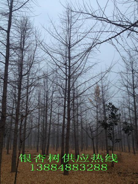 低價(jià)銀杏樹圖片