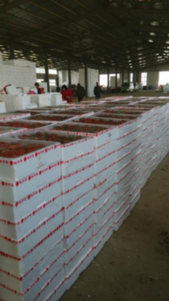 供應(yīng)上海新鮮草莓代收