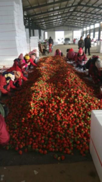 供應(yīng)吉林奶油草莓