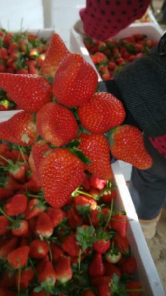 武漢奶油草莓圖片