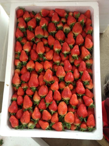 供應邳州萬畝草莓代收*