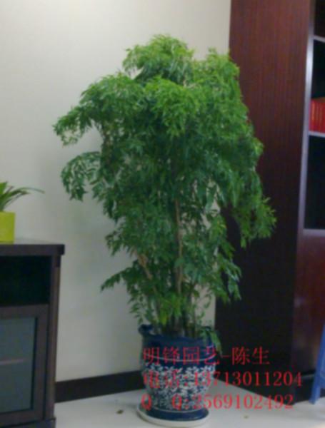 福禄桐东莞福禄桐东莞植物租摆图片