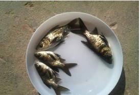 供應(yīng)縮骨大頭魚苗批發(fā)